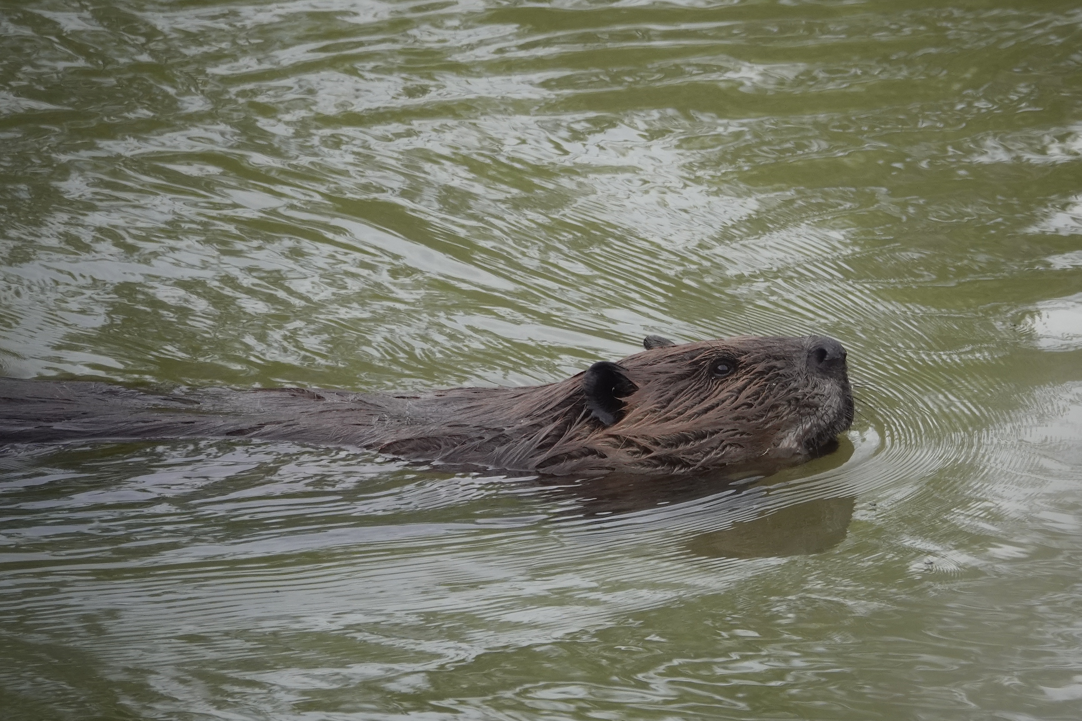 Castor nageant dans une eau verte